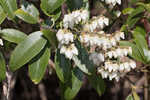 Mountain fetterbush